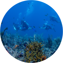 Scuba diving in Grenada, exploring the underwater sculpture park.